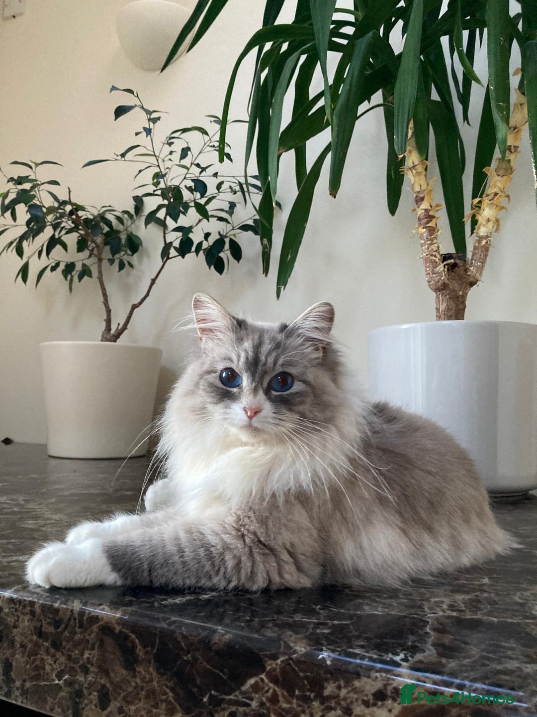 Siberian cats for sale: Unique Siberian Calico kitten  - Advert 2