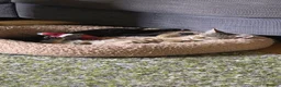 Mixed Breed cats for sale: Tabby Female Kitten - Advert 3