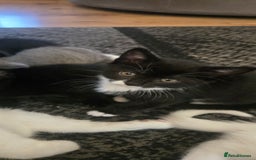Mixed Breed cats for sale: 3 kittens looking for their forever homes.  - Image 17