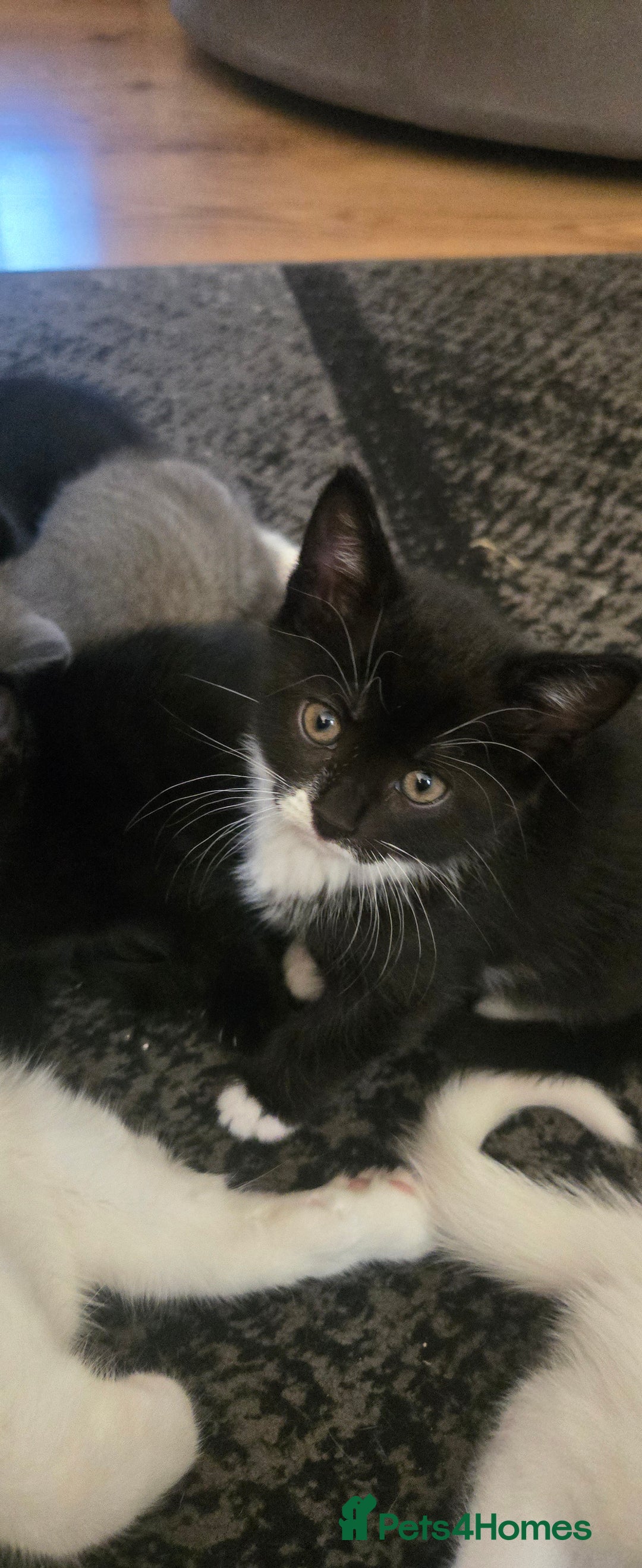 Mixed Breed cats for sale: 3 kittens looking for their forever homes.  - Image 17