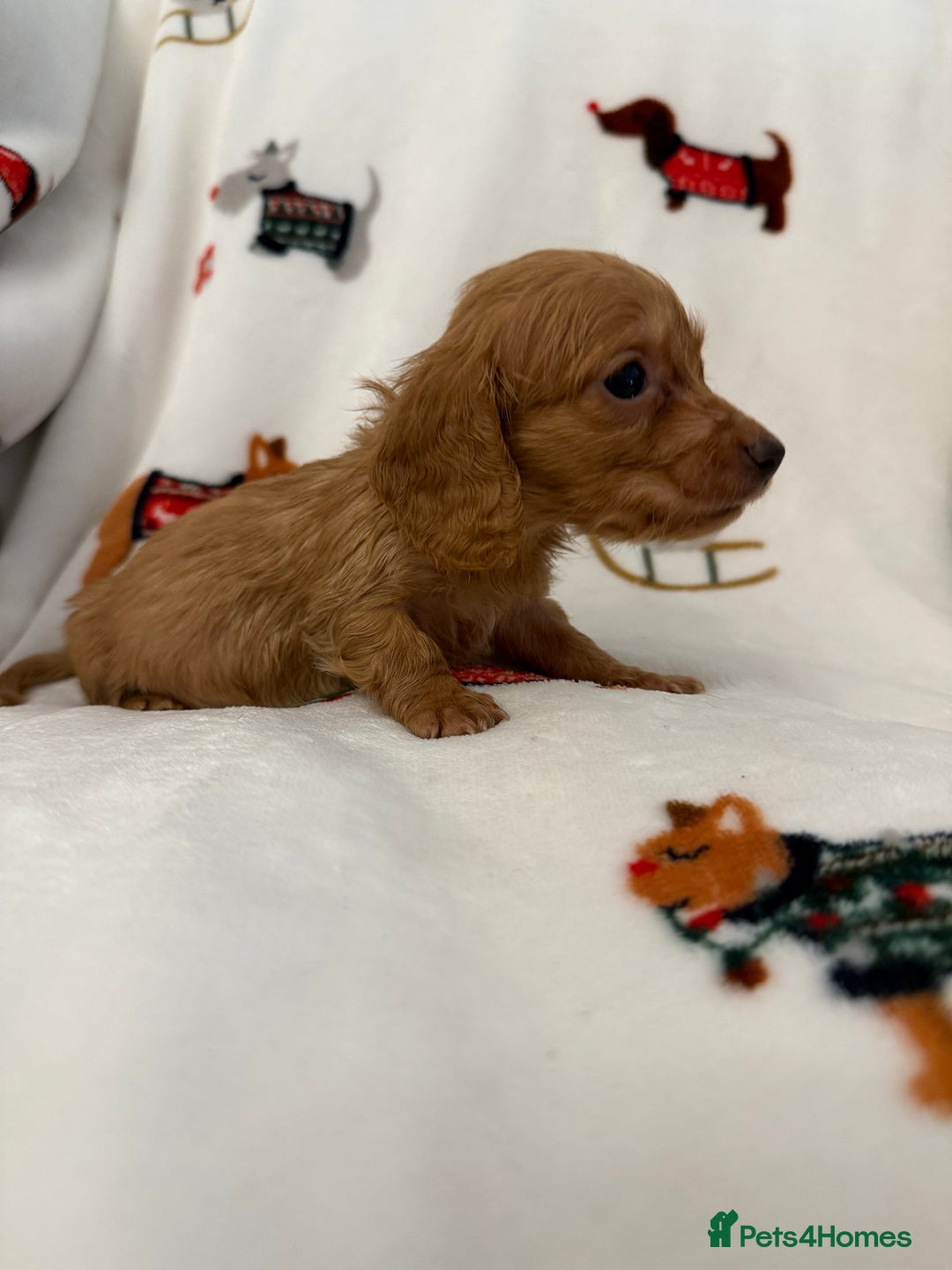 Miniature Dachshund dogs for sale: Beautiful Cream Longcoats Miniature Dachshund  - Advert 33