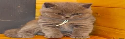 British Shorthair cats for sale: Gorgeous Pure British Shorthair Teddy Bear Kittens - Advert 19