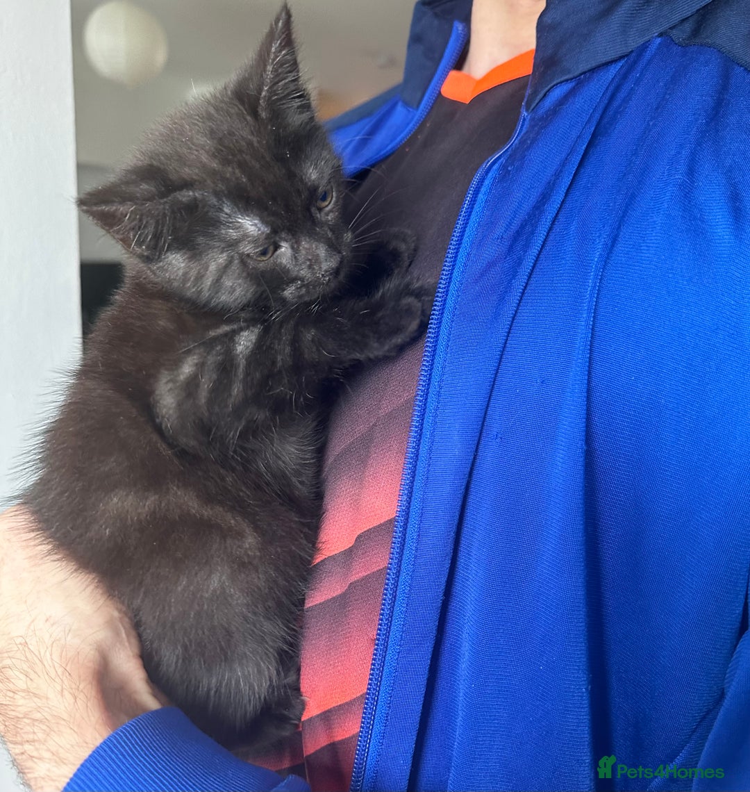 Egyptian Mau cats for sale: TICA SILK SMOKE PANTHER ED. EGYPTIAN MAU X BENGAL - Image 2