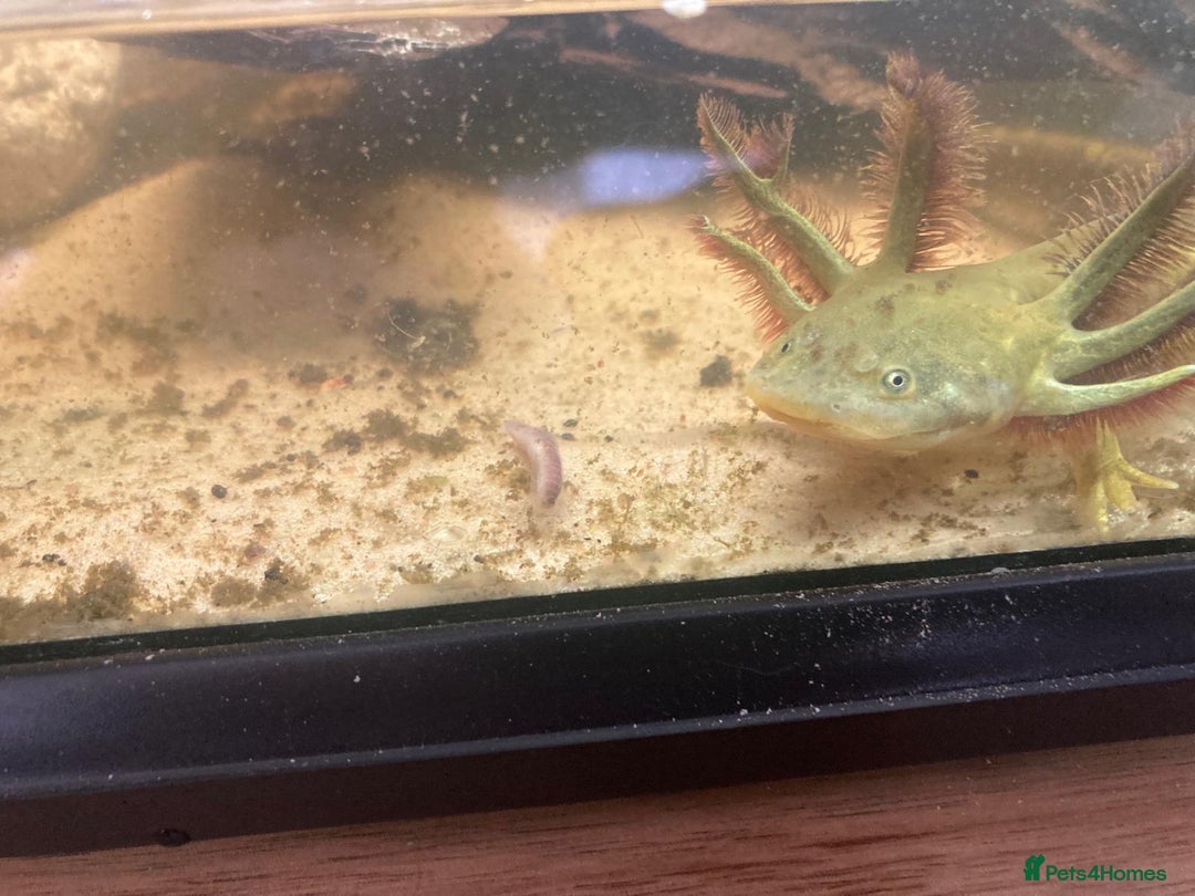 Axolotl reptiles for sale: Tiger salamanders CB April 2025 - Image 9