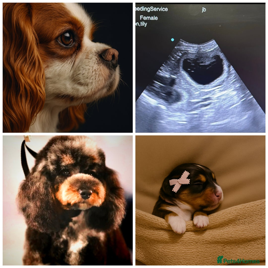 Cavapoo dogs for sale: *WAITING LIST* Health tested F1 cavapoo puppies  - Image 1