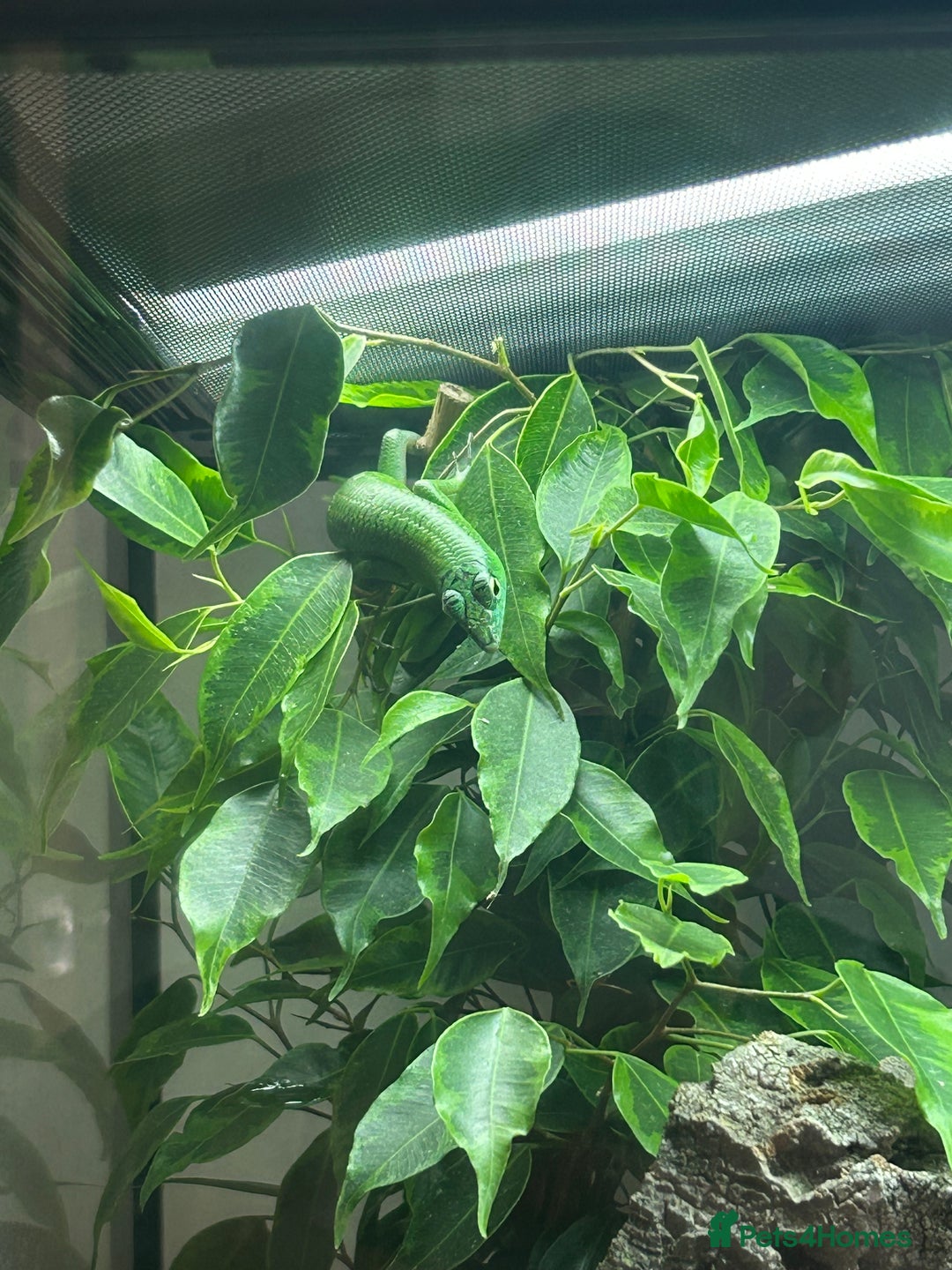 Skink reptiles for sale: Tree skinks & full setup - Image 2