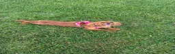 Cavalier King Charles Spaniel dogs for sale: My Beautiful Ruby  - Advert 2