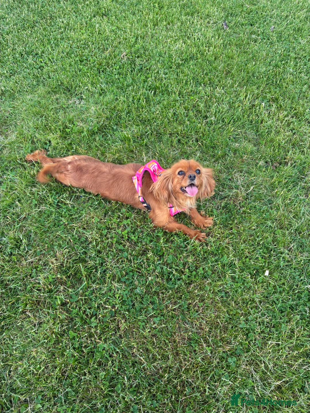 Cavalier King Charles Spaniel dogs for sale: My Beautiful Ruby  - Advert 2