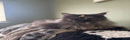 Maine Coon cats for sale: Female Mainecoon  - Advert 5