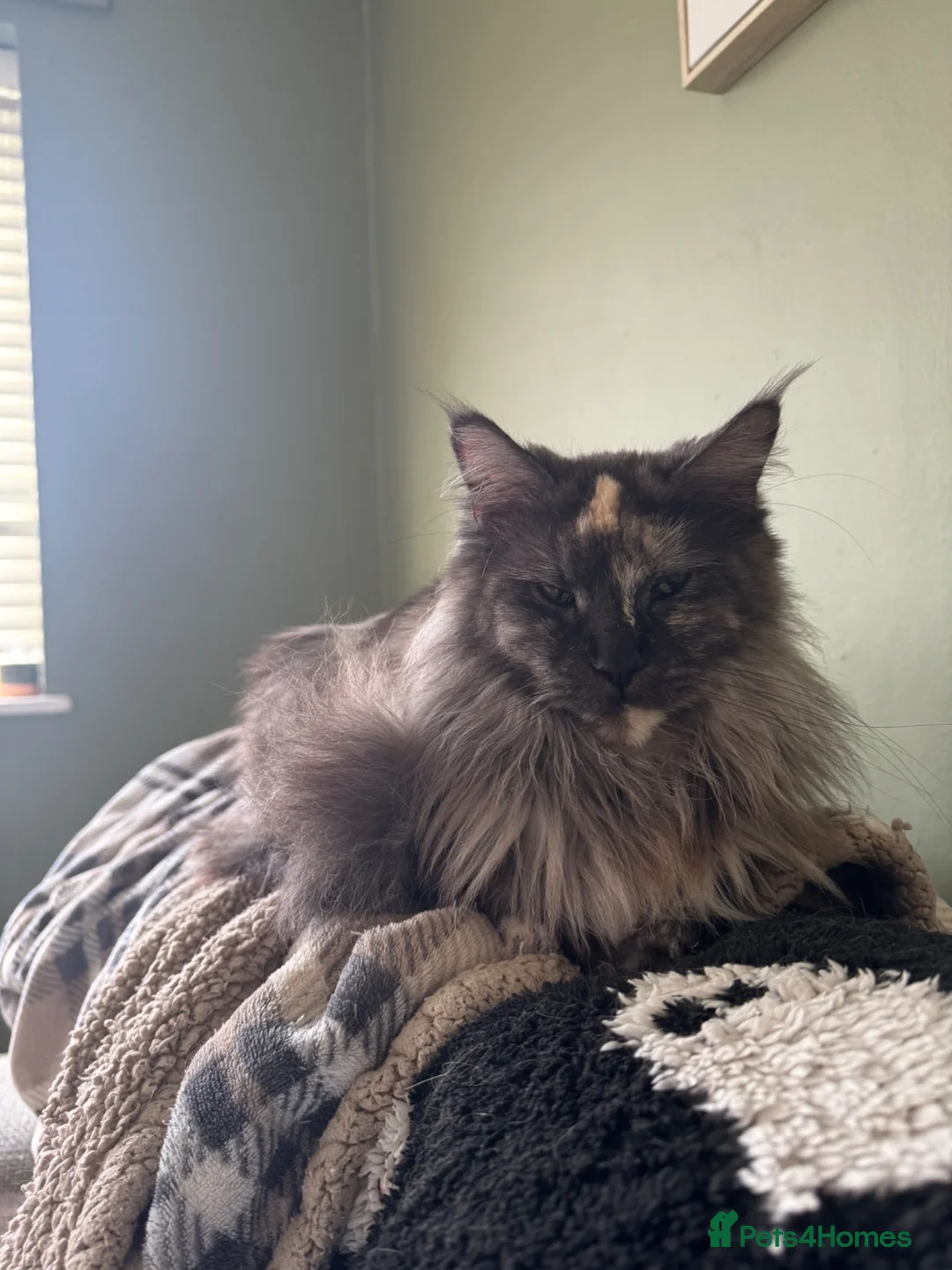 Maine Coon cats for sale: Female Mainecoon  - Advert 5