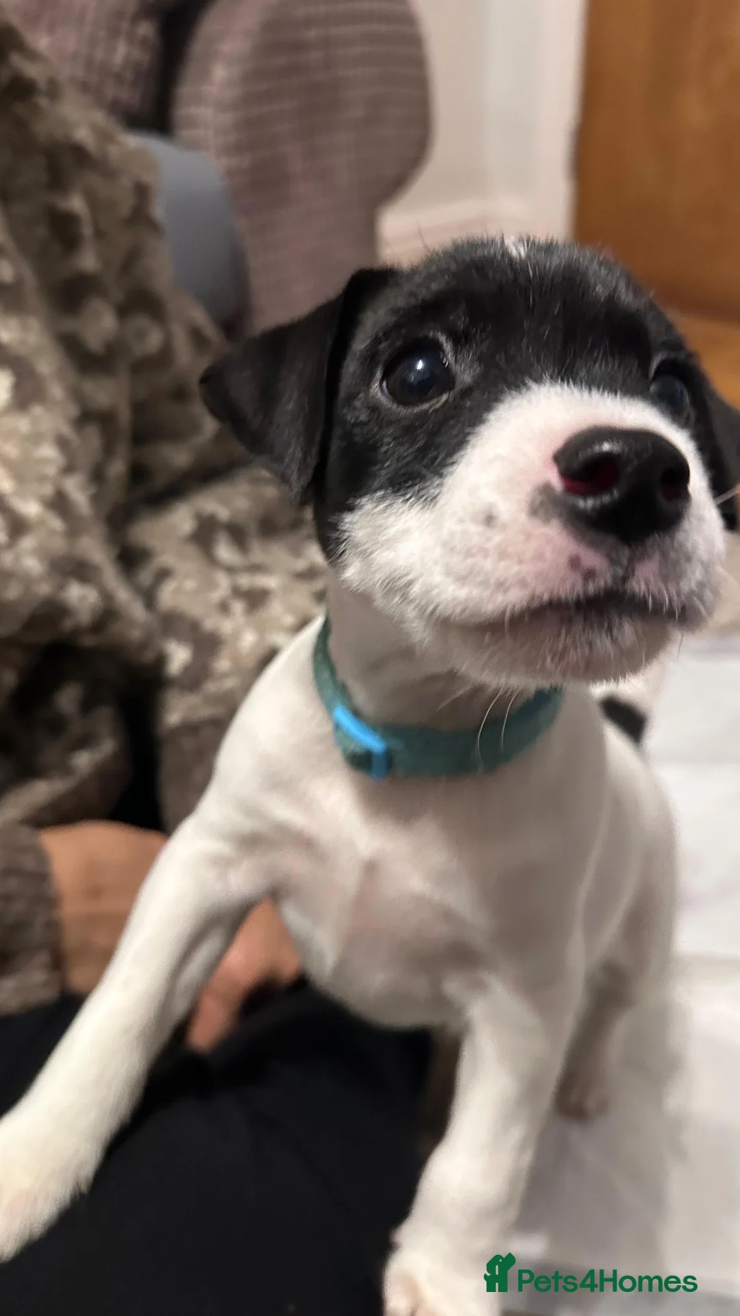 Parson Russell dogs for sale: Boy parsons terrier  - Advert 2