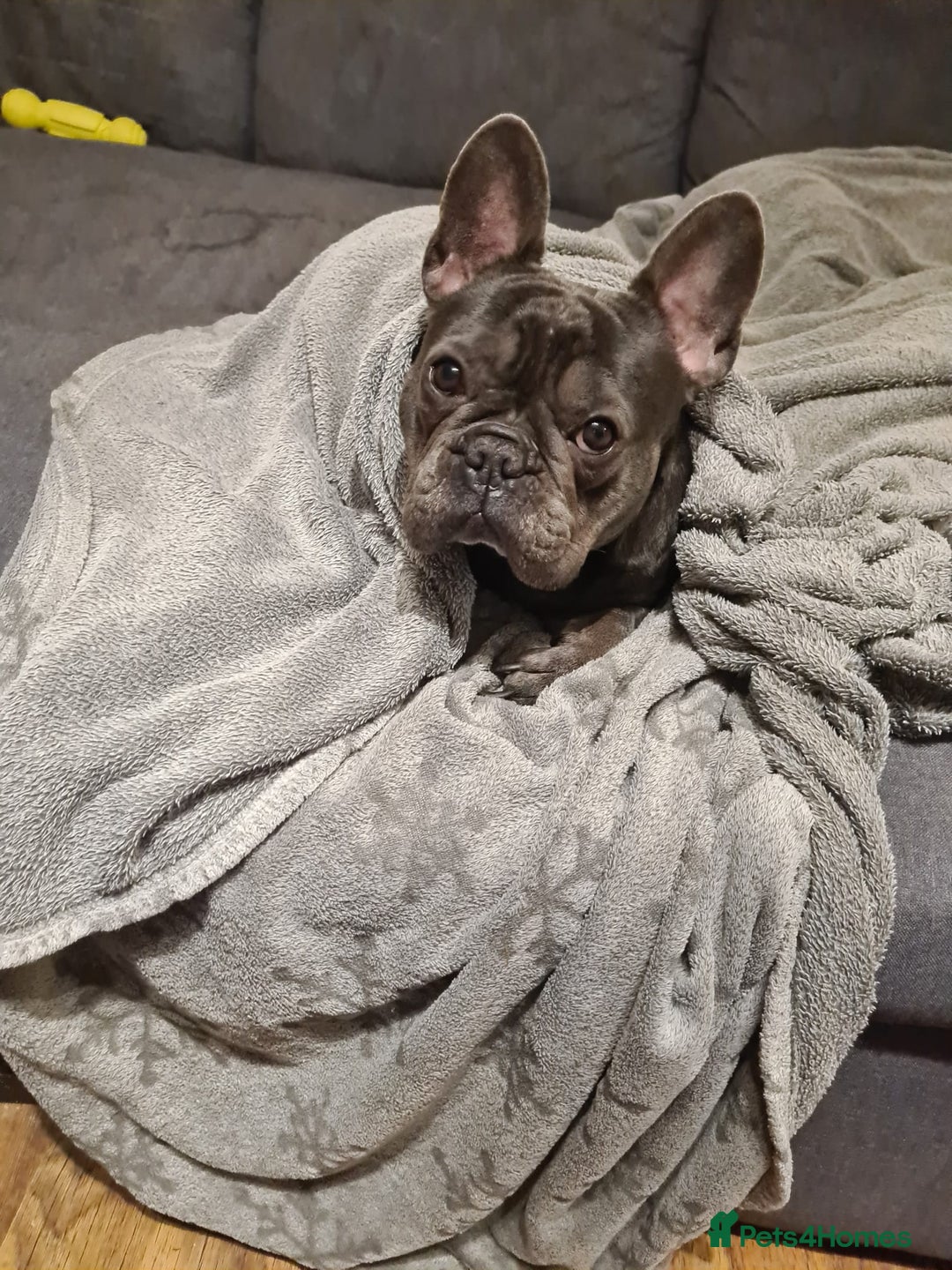 French Bulldog dogs for adoption: ❤️🐶 TILLY & 💙🐶 MARLEY – Two Loving Companions - Advert 14