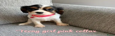 Little girl pink collar 