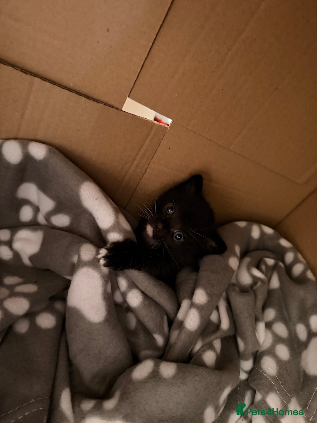 Domestic Shorthair cats for sale: 3 baby kittens ready for  **  eve - Advert 13