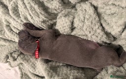 Staffordshire Bull Terrier dogs for sale: Stunning KC Blue Staffordshire Bull Terrier Pups - Image 8