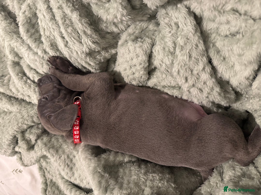 Staffordshire Bull Terrier dogs for sale: Stunning KC Blue Staffordshire Bull Terrier Pups - Image 8