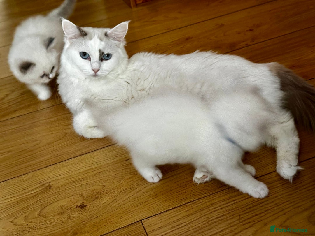 Ragdoll cats for sale: Gorgeous Litter of ragdolls ready 10/10/25 - Image 8