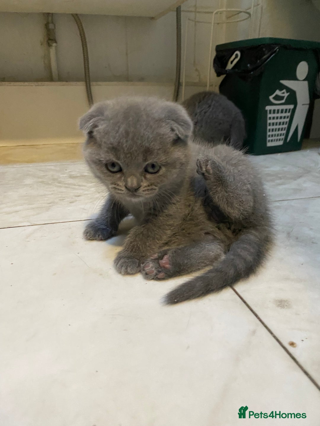 Scottish Fold cats for sale: Scottish Fold kittens 1 Boy Available ready now  - Advert 5