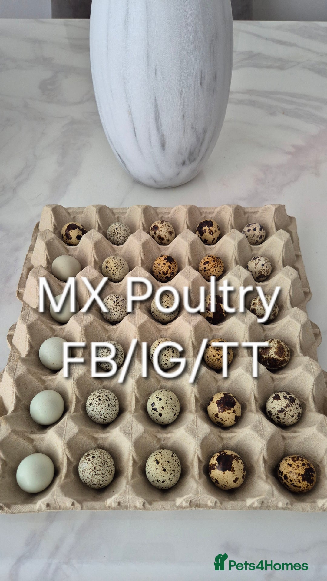 Quail poultry for sale: Standard/Jumbo/Celadon Quail Chicks & Hens - Image 4
