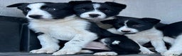 Border Collie dogs for sale: Beautiful Border Collies - Advert 5