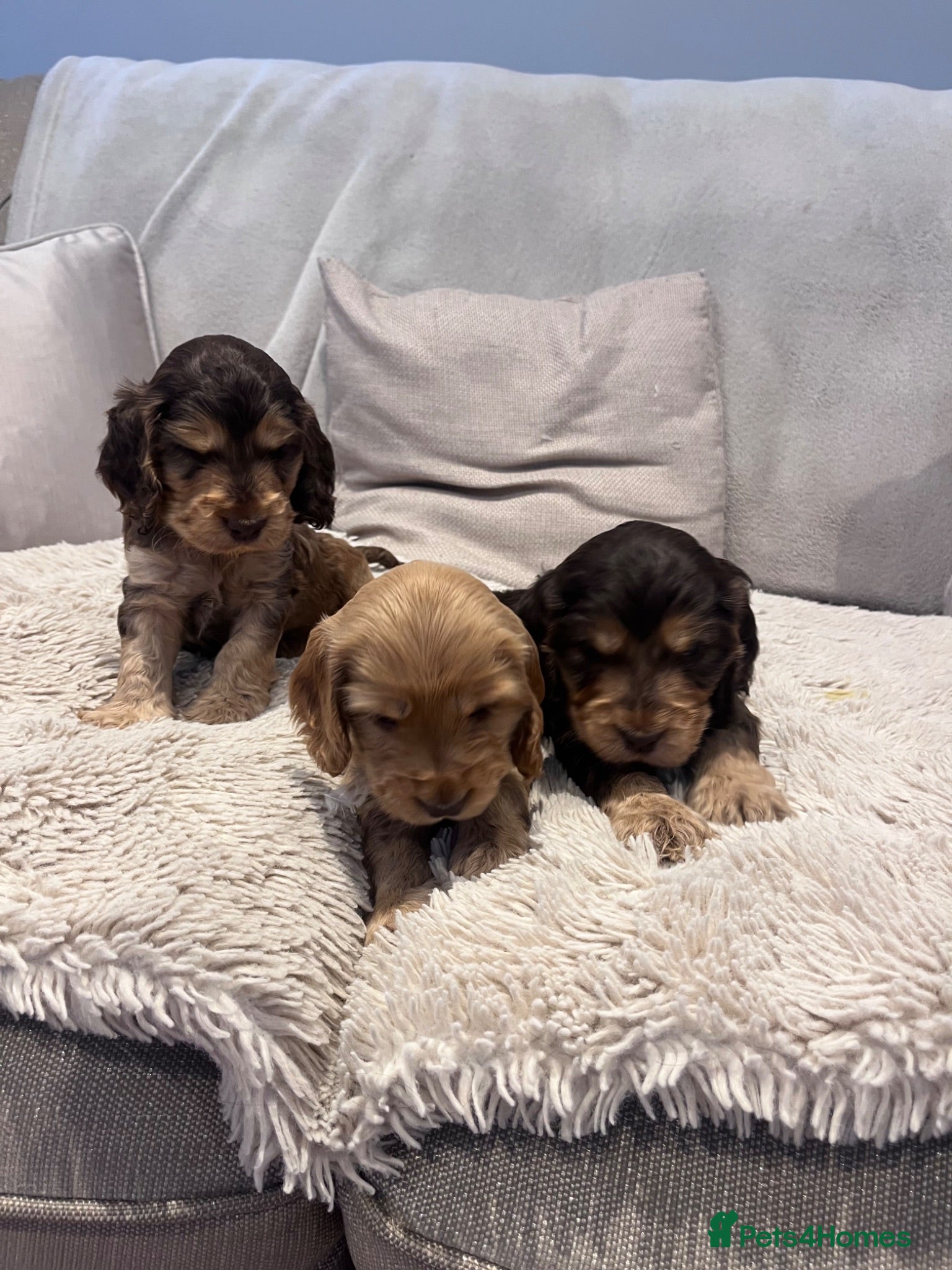 Cocker Spaniel dogs EASTDRAY X SIMBAWOOD GOLDEN GIRLS CHOC SABLE BOYS - Advert 2