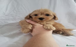 Maltipoo dogs for sale: Maltipoo puppies 5🌟licence breeder  - Image 10