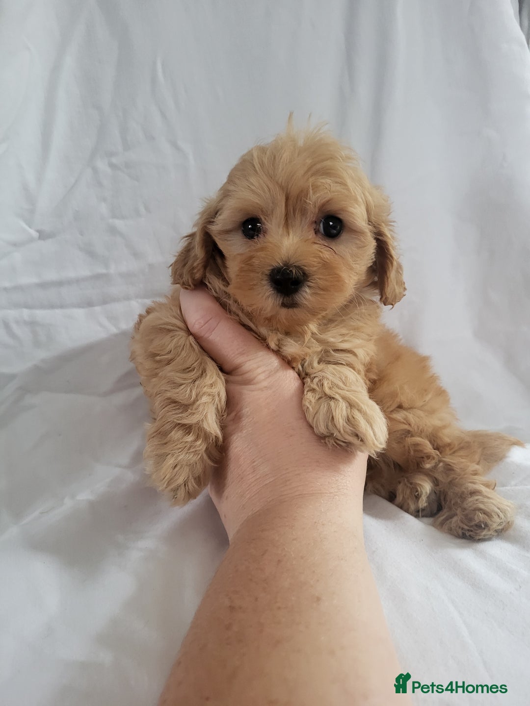 Maltipoo dogs for sale: Maltipoo puppies 5🌟licence breeder  - Image 10