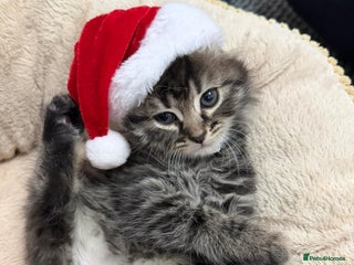 Mixed Breed cats Fluffy Longhair kittens - Advert 16