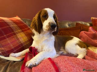 Welsh Springer Spaniel dogs beautiful young lady available - Advert 2
