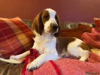Welsh Springer Spaniel dogs beautiful young lady available - Advert 8