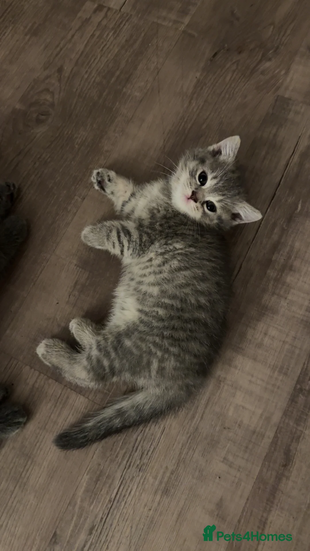 British Shorthair cats for sale: 3/4 British Shorthair Kittens - Ready to go - Advert 2