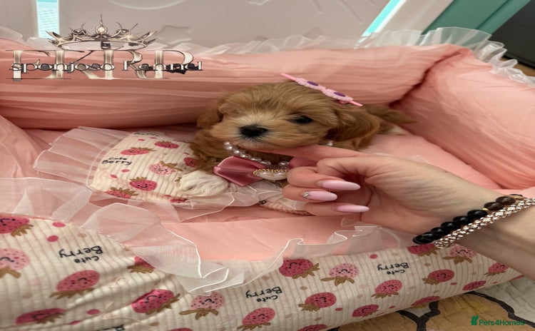Maltipoo dogs - Advert 4