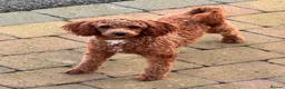 Cockapoo dogs for sale: F1 Toy Cockapoos - Advert 6