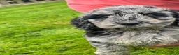 Cockapoo dogs for sale: COCKAPOO PUPPIES  in Saint Austell - Advert 3