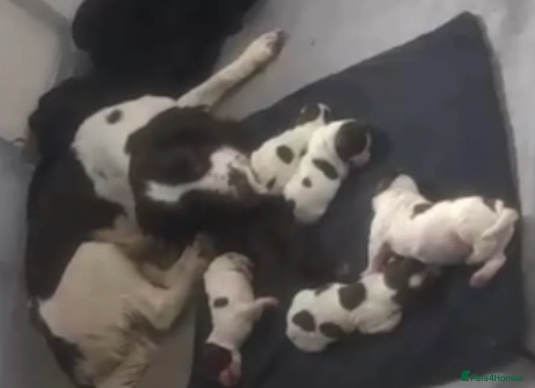 Cocker Spaniel dogs for sale: Beautiful cocker spaniel puppies - Advert 5