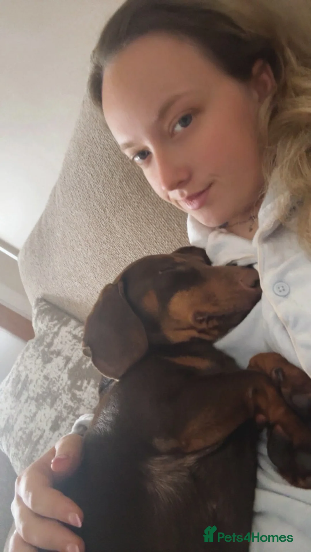 Dachshund dogs for sale: 10 month old dachshund male  in Ballymena - Advert 4