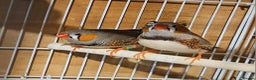 Finches birds for sale: Bengalese finches & Zebra Finches - Advert 13