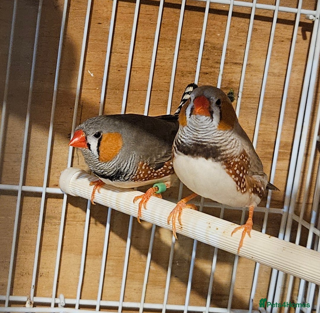 Finches birds for sale: Bengalese finches & Zebra Finches - Advert 13