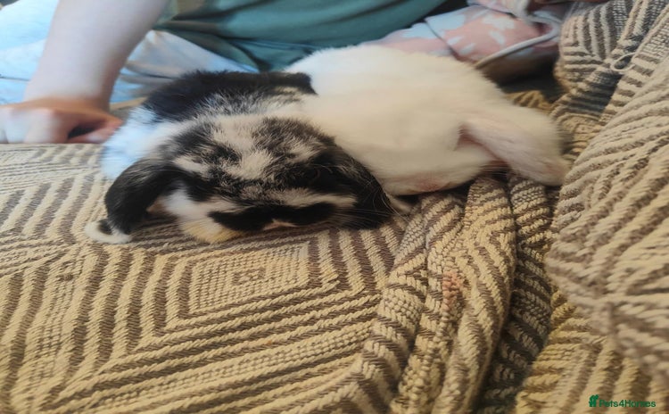 Mini Lion Lop rabbits - Advert 3