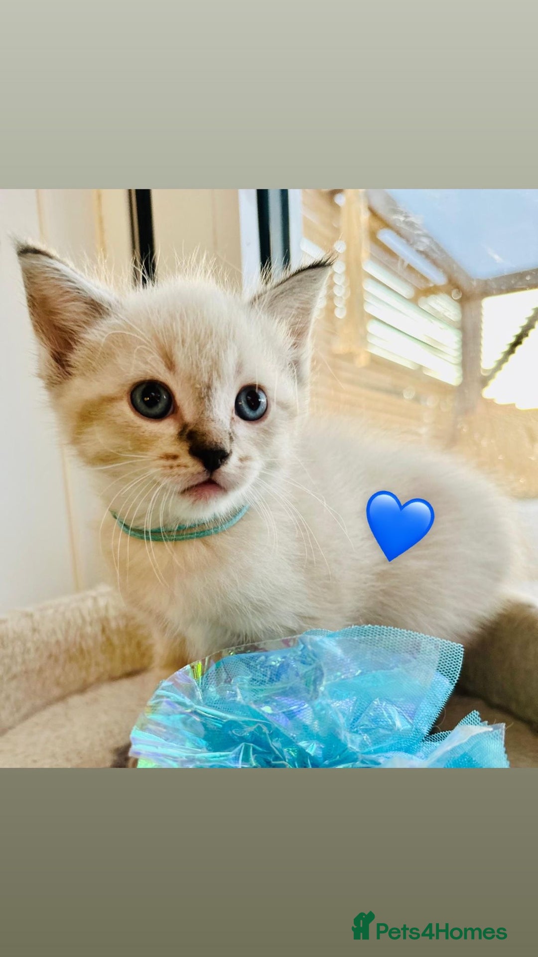 Ragdoll cats for sale: Ragdoll kittens for sale - Image 21