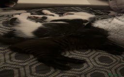 American Shorthair cats for sale: 2 male kittens  - Image 2