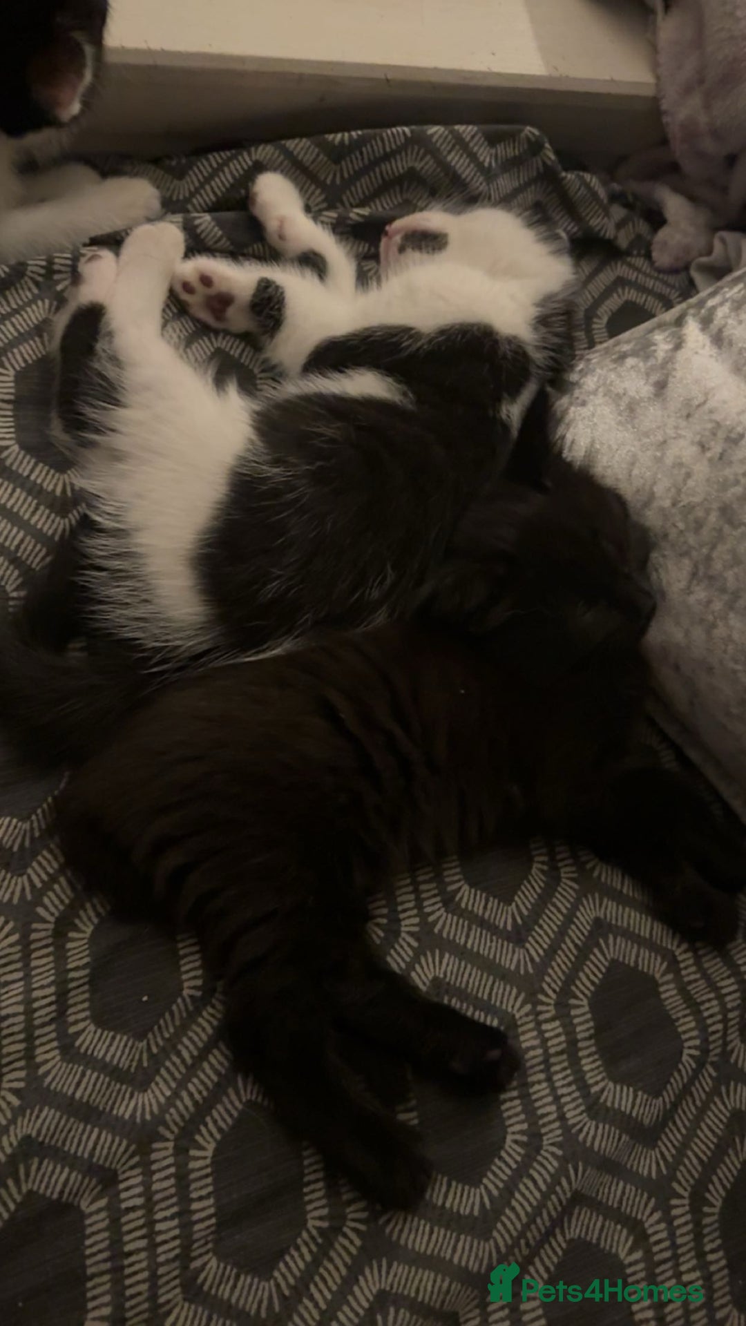 American Shorthair cats for sale: 2 male kittens  - Image 2