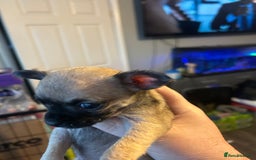 Chihuahua dogs for sale: Baby Chihuahuas - Image 5