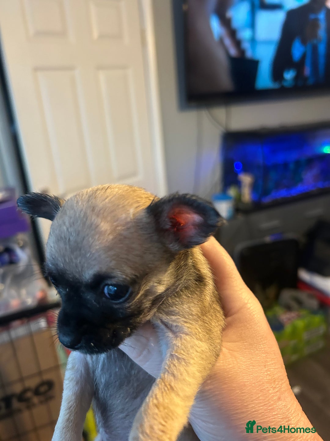 Chihuahua dogs for sale: Baby Chihuahuas - Image 5