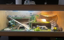 Bearded Dragon reptiles for sale: bearded dragon and vivarium - Image 5