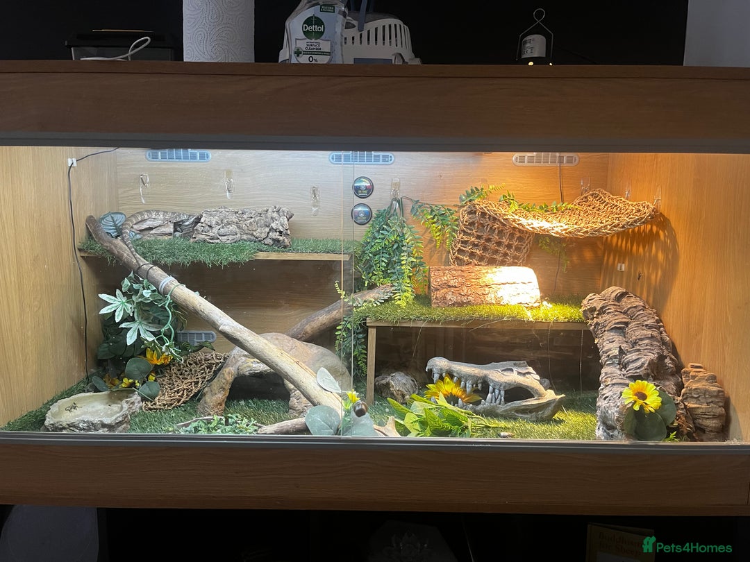 Bearded Dragon reptiles for sale: bearded dragon and vivarium - Image 5
