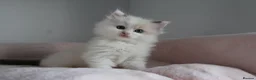 Ragdoll cats for sale: Ragdoll Kittens TICA Registered - Advert 4