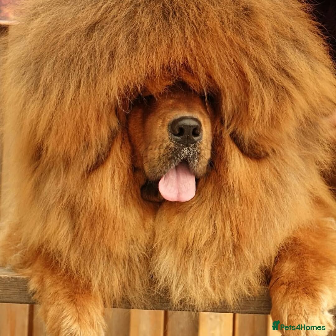Tibetan Mastiff dogs for sale:  Beautiful Tibetan Mastiff puppies available - Image 9
