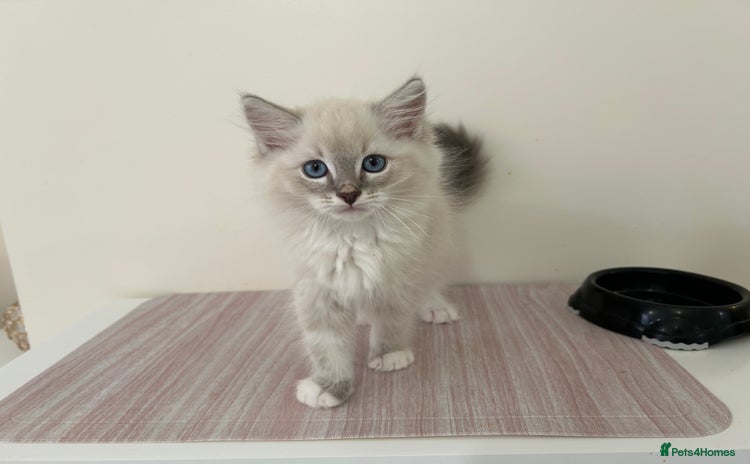 Ragdoll cats - Advert 2