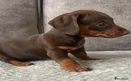 Miniature Dachshund dogs for sale: Miniature dachshunds ready now - Image 7